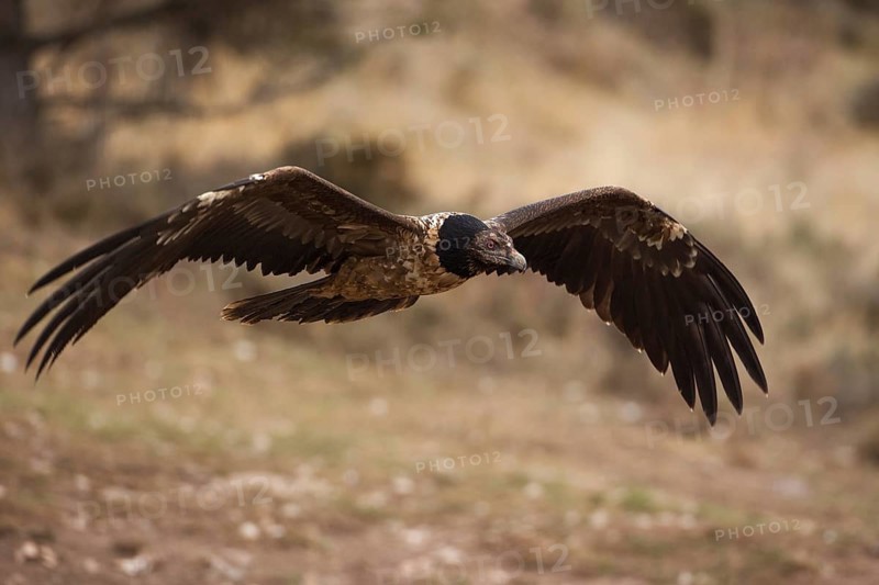Bearded Vulture (Gypaetus barbatus) flying, Pyrenees, Spain