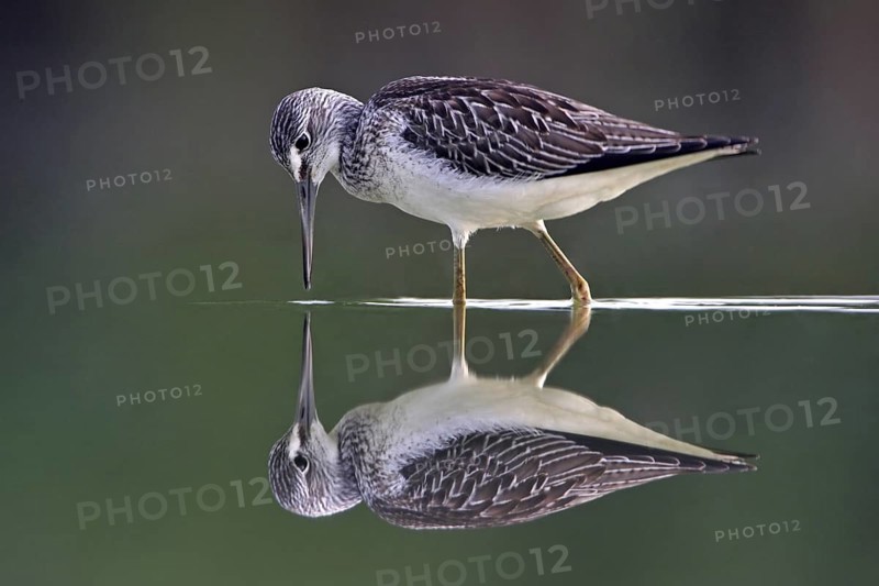 Common Greenshank (Tringa nebularia), Oman