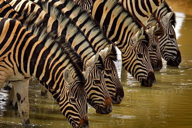 Zebra with blue storm sky with clouds. Burchell's zebra, Equus quagga burchellii, Nxai Pan National Park, Botswana, Africa. Wild animal on the green meadow. Wildlife nature on African safari