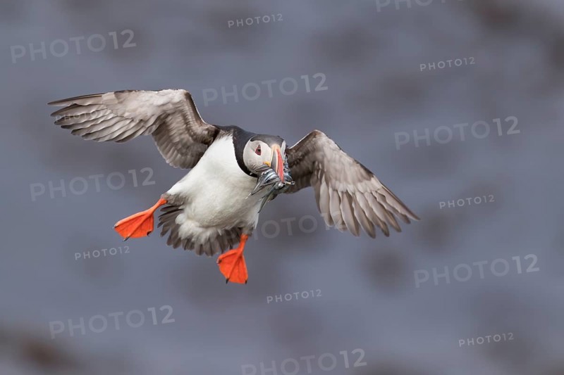 Atlantic Puffin (Fratercula arctica) flying, Iceland