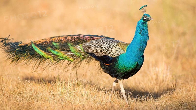Indian Peafowl (Pavo cristatus) male, Kanha National Park, India
