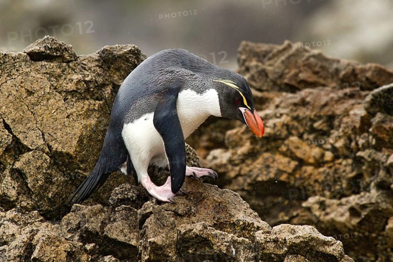 Snares Penguin (Eudyptes robustus), Snares Islands, New Zealand