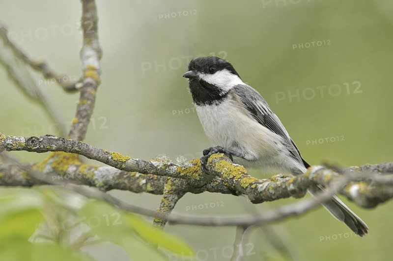 Black-capped Chickadee (Poecile atricapillus), Maine, USA