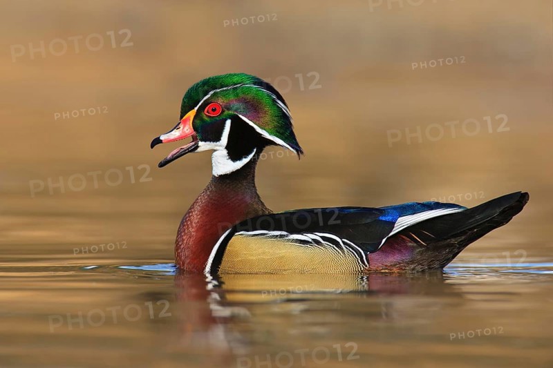 Wood Duck (Aix sponsa) male mating, British Columbia, Canada