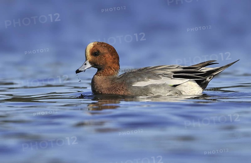 Eurasian Wigeon (Mareca penelope) male, British Columbia, Canada