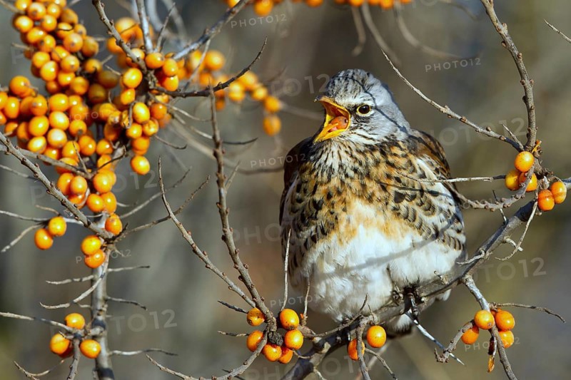Fieldfare (Turdus pilaris) feeding on berries of Common sea buckthorn (Hippophae rhamnoides), Mecklenburg-Western Pomerania, Germany