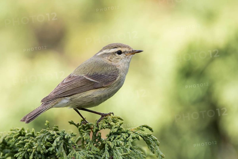 Humes Leaf Warbler - Tienschan-Laubsänger - Phyllsocopus humei ssp. humei, Kyrgyzstan