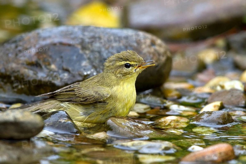 Willow Warbler (Phylloscopus trochilus) bathing at little stream, Mecklenburg-Western Pomerania, Germany