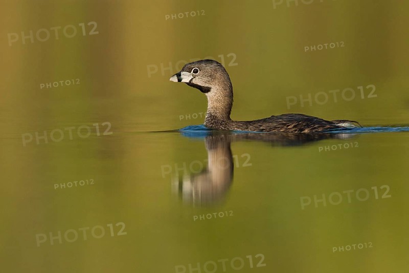 Pied-billed Grebe (Podilymbus podiceps), Setúbal, Portugal