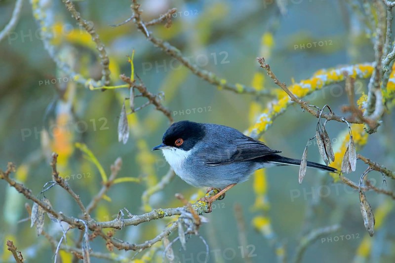 Sardinian Warbler (Sylvia melanocephala) male perched on a branch, Andalusia, Spain