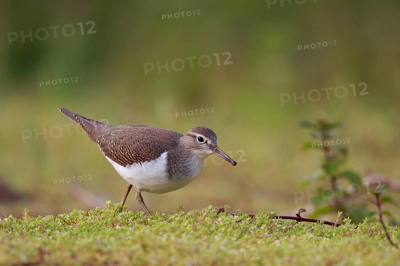 Common Sandpiper (Actitis hypoleucos) foraging, North Rhine-Westphalia, Germany