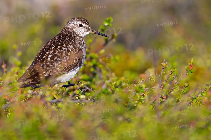 Bruchwasserläufer, Wood Sandpiper, Tringa glareola, Chevalier sylvain, Andarríos Bastardo