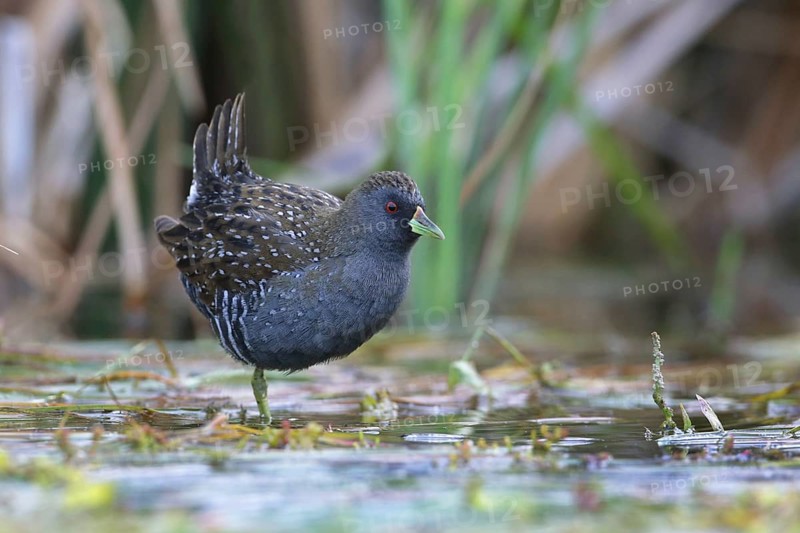Australian Crake (Porzana fluminea) foraging, Victoria, Australia