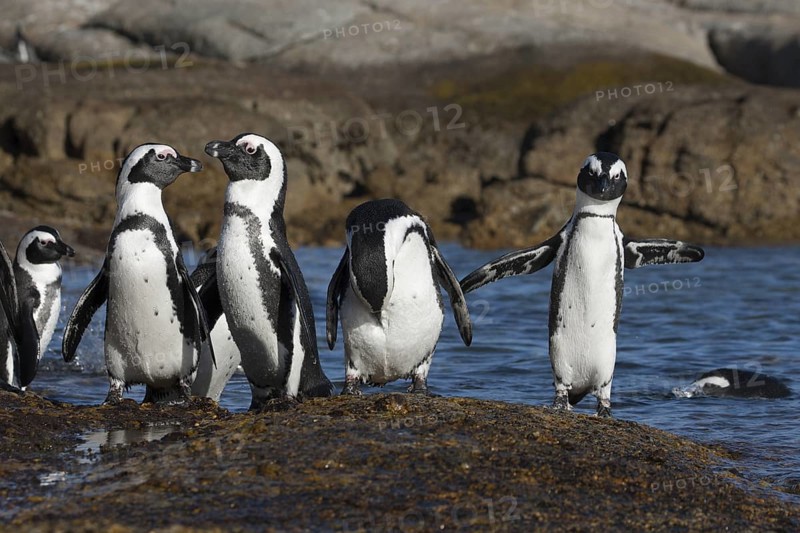 African Penguin (Spheniscus demersus) group on beach, South Africa