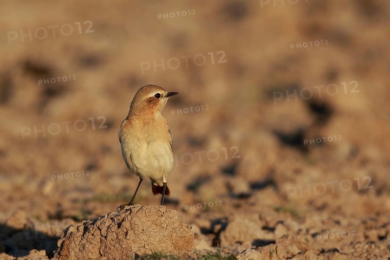 Isabelline Wheatear (Oenanthe isabellina), Greece