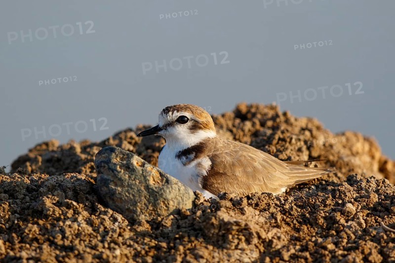 Kentish Plover (Charadrius alexandrinus) male, Lesvos, Greece
