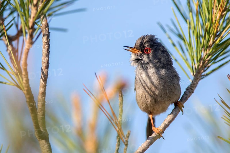 Balearic Warbler (Sylvia balearica) male, Ibiza, Spain