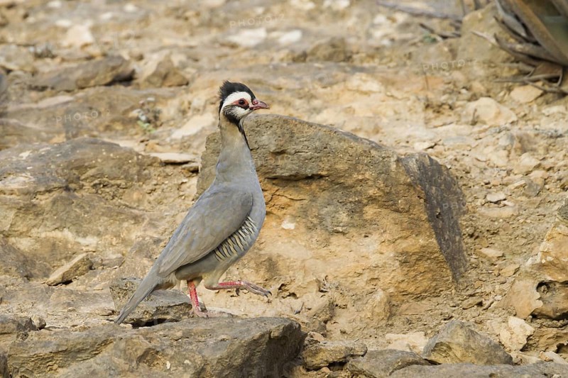 Arabian Partridge (Alectoris melanocephala), Oman