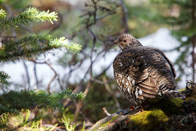 Ruffed Grouse (Bonasa umbellus) female, Alberta, Canada
