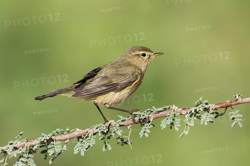 Common Chiffchaff (Phylloscopus collybita), Eilat, Israel
