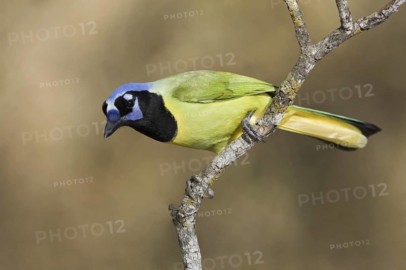 Green Jay (Cyanocorax luxuosus), Texas, USA