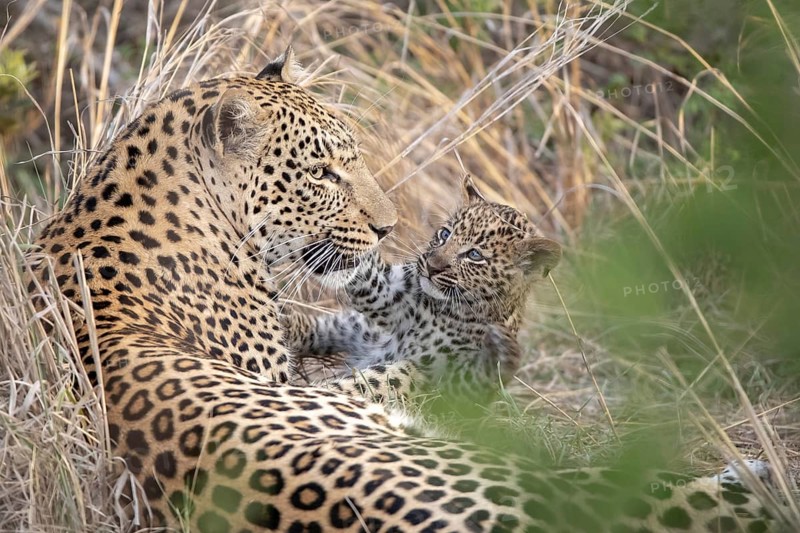 Leopard (Panthera pardus) female with cub tenderly close together, Sabi Sands, South Africa