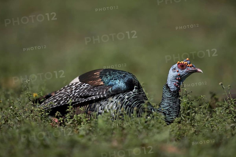Ocellated Turkey (Meleagris ocellata) male perched on field, Peten, Guatemala