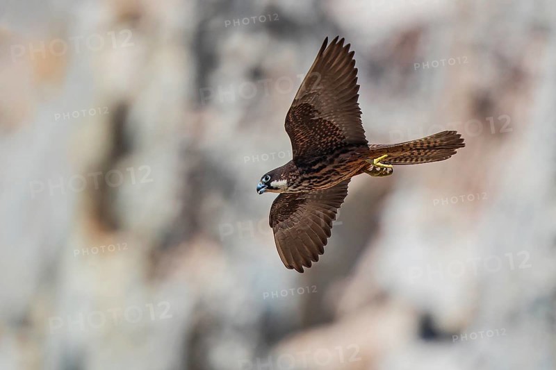 Eleonora's Falcon (Falco eleonorae) young female flying, Sardinia, Italy