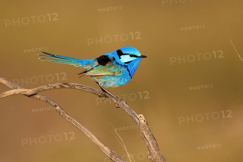 Splendid Fairywren (Malurus splendens callainus) male, Victoria, Australia