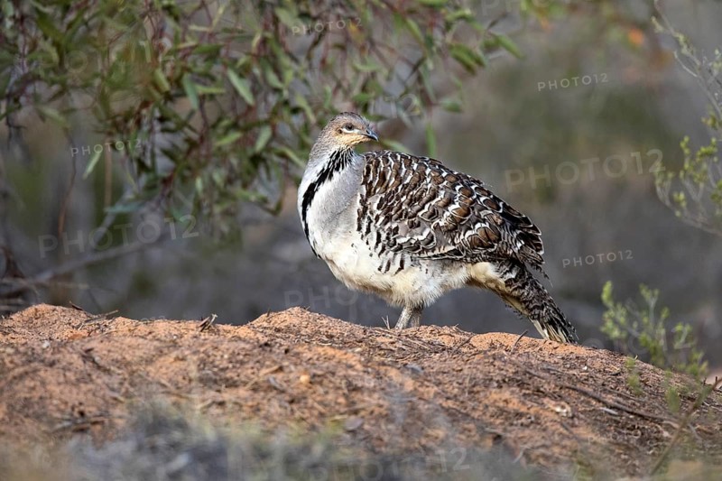 Malleefowl (Leipoa ocellata), Victoria, Australia