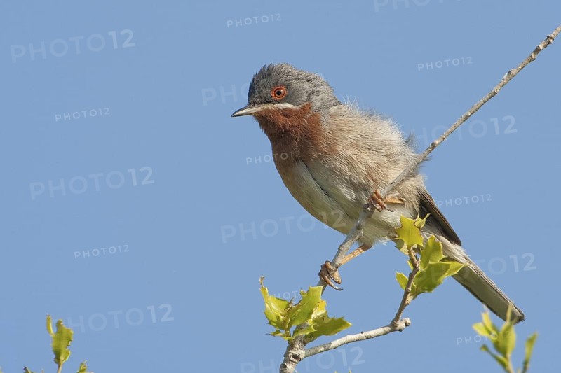 Subalpine Warbler (Sylvia cantillans) male, Lesvos, Greece