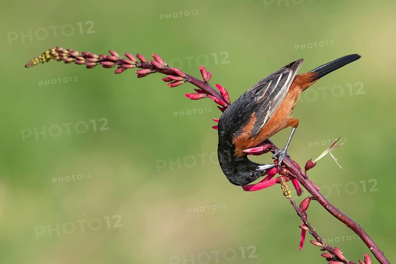 Orchard Oriole (Icterus spurius) perched on a branch, Texas, USA