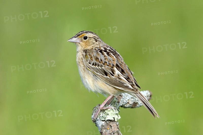Grasshopper Sparrow Ammodramus savannarum Appleton, Chippawa County, Minnesota, Unites States 30 May Adult Male EMBERIZIDAE