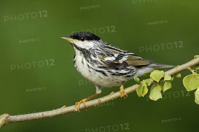 Blackpoll Warbler (Setophaga striata), Texas, USA