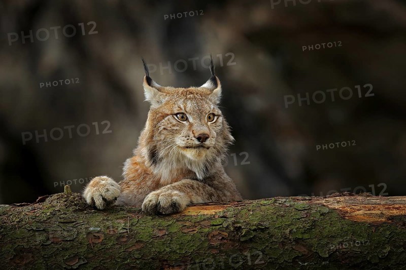 Lynx in green forest with tree trunk. Wildlife scene from nature. Playing Eurasian lynx, animal behaviour in habitat. Wild cat from Germany. Wild Bobcat between the trees