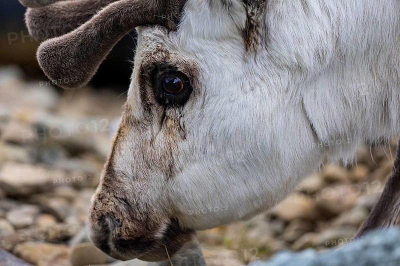 Portrait of a Spitsbergen roe deer (Rangifer tarandus platyrhynchus), Mammals (Mammalia), Longyearbyen, Spitsbergen, Svalbard