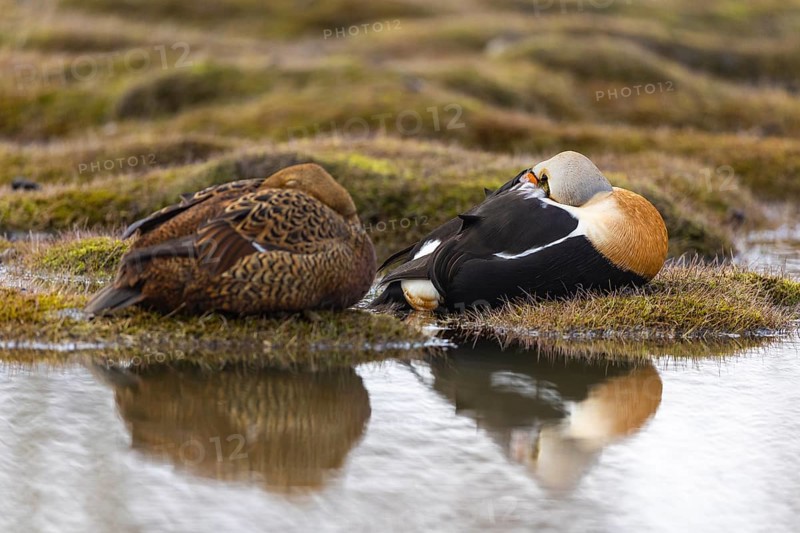 Eider duck (Somateria mollissima), pair sleeping by the water, reflection, duck birds (Anatidae), Aventdalen, Longyearbyen, Spitsbergen, Svalbard