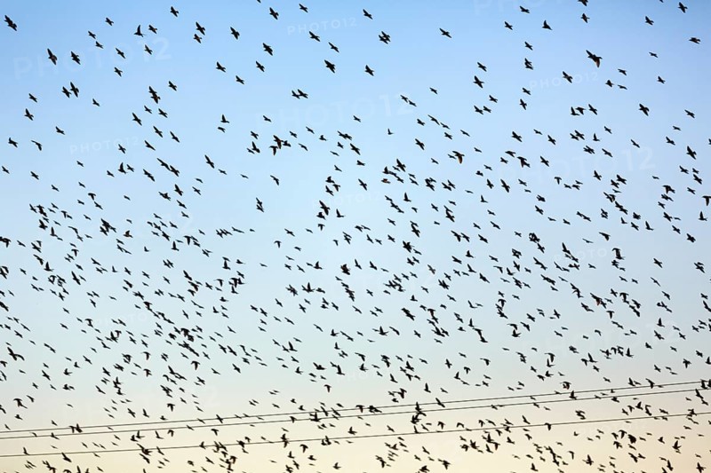 A flock of soaring starlings (Sturnus vulgaris) in the evening sky, full-frame, Camargue Regional Natural Park, France