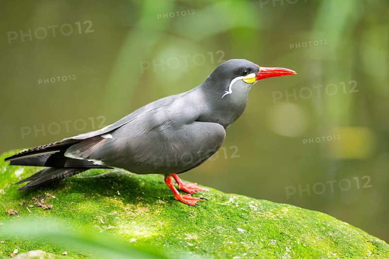 Inca tern (Larosterna inca) sitting on a rock, captive, Zoo Augsburg, Germany