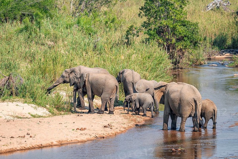 African elephant (Loxodonta africana), group crossing a river, Kruger National Park, South Africa