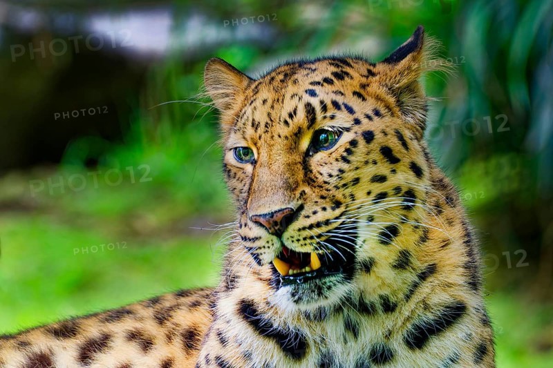 Amur leopard (Panthera pardus orientalis), captive, threatened with extinction, animal portrait, distribution border area Russia and China
