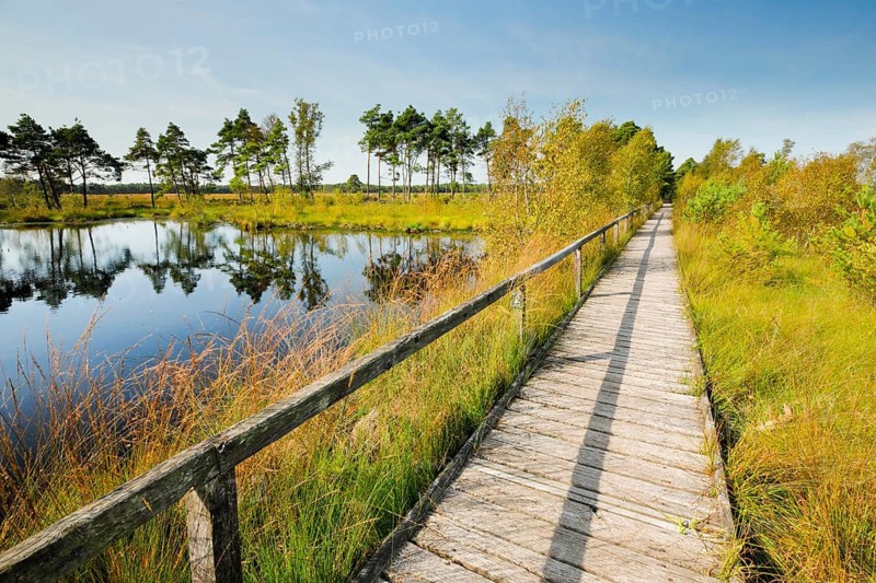 Bohlensteg leads through the Pietmoor in the Lüneburg Heath nature park Park, Lower Saxony, Germany