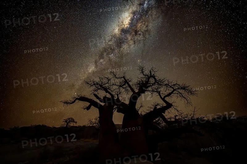Silhouette of a baobab tree with starry sky and Milky Way, African baobab (Adansonia digitata), night shot, Kubu Island (Lekubu), Sowa Pan, Makgadikgadi Salt Pans, Botswana