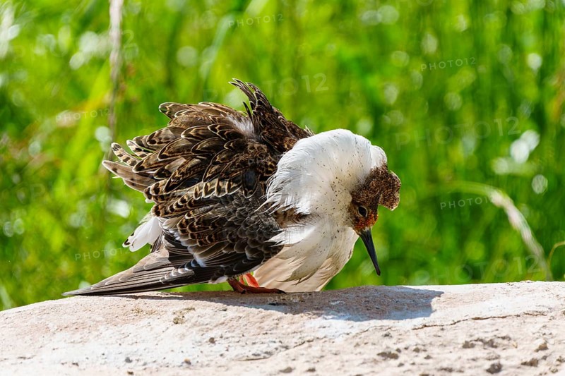 A bird with striking plumage stands on a stone in a green environment, ruff (Calidris pugnax, syn.: Philomachus pugnax), courtship display, France