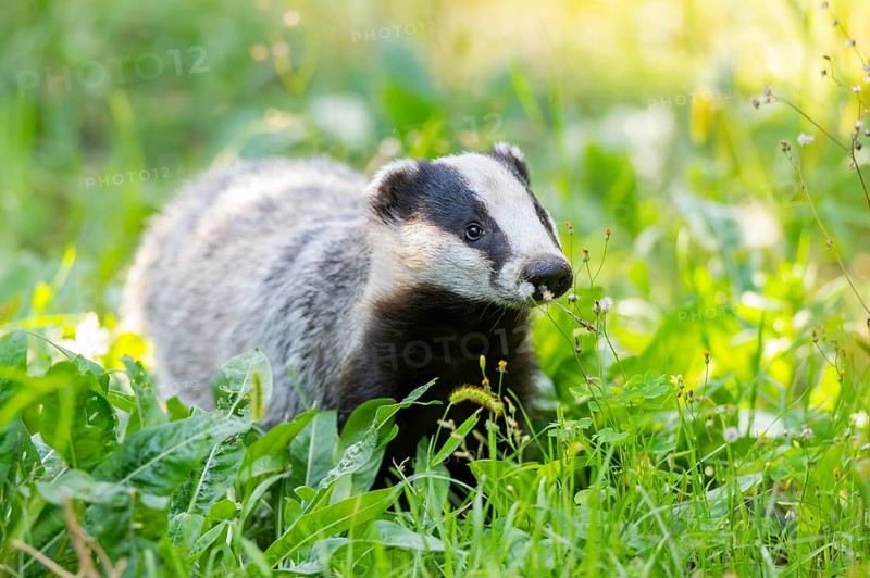 European badger (Meles meles) on a meadow, Hesse, Germany