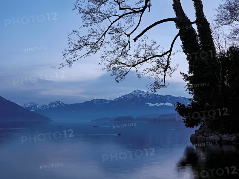 Morning atmosphere at Lake Zug with a tree with ivy in the foreground, the Rigi in the background, Cham, Canton Zug