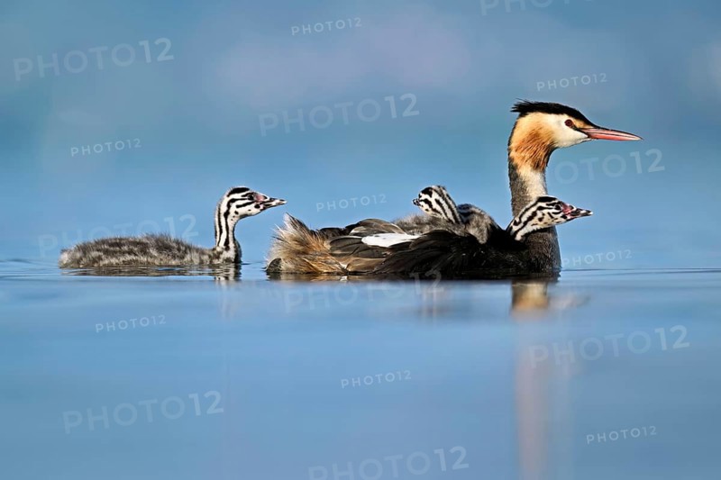 Great Crested Grebe (Podiceps Scalloped ribbonfish), with two chicks in plumage and one swimming in the water, Lake Zug, Canton Zug, Switzerland