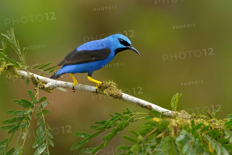 Shining Honeycreeper (Cyanerpes lucidus) at Laguna Lagarto Lodge near Boca Tapada, Costa Rica