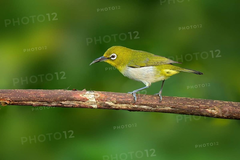 Japanese White-eye (Zosterops japonicus) perched on a branch, Miyakejima, Japan