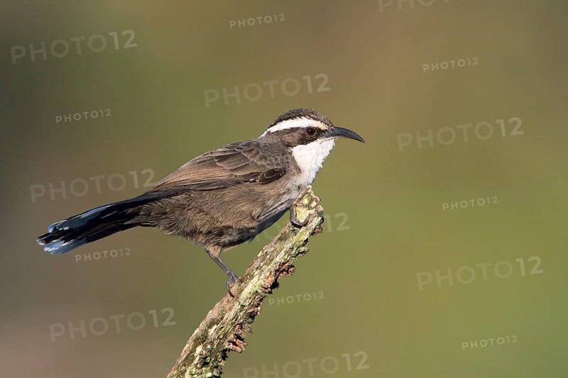 White-browed Babbler (Pomatostomus superciliosus), Victoria, Australia